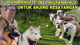 Sultan Muda Bikin Taman Terbesar Di Indonesia Untuk Anjing