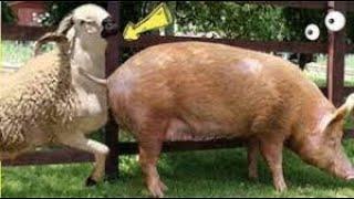 Cool hybrid animals sheep and pig  animals Sheep and Pigs Can They Hybridize? Jenna in Woods