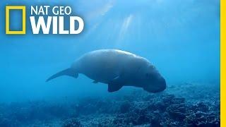 The Dugong the Oceans Vacuum Cleaner  Wild Egypt