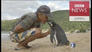 命の恩人に会いに来るペンギン