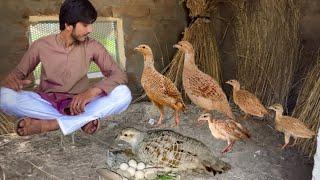 Dakhni Teetar Ka Breeding Farm Ground Birds Teetar Hatching Eggs Kala Teetar ki Awaaz Hsn