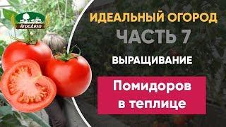 Выращивание помидоров томатов в теплице - Идеальный огород. Часть 7