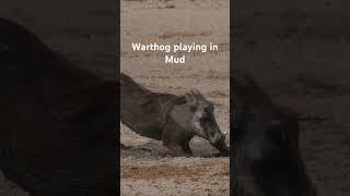 Warthog playing in Mud