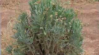 Guayule at Red Rock Energy Farm