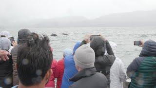 What Does it Mean to Have Whale SENSE? Whale Watching the Right Way