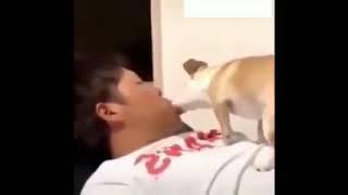 orang di cipok sama anjing