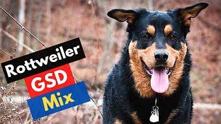 Rottweiler German Shepherd Mix  How To Train a Rottweiler German Shepherd Mix ?