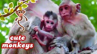 Cute Monkey Life  Funny Animals