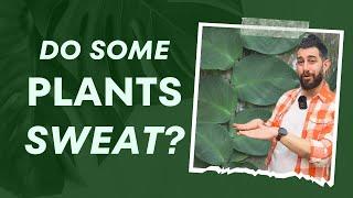  Houseplants in the Wild Evolutionary Adaptations for Survival 