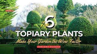 6 Topiary Plants That Will Give Your Garden the Wow Factor 