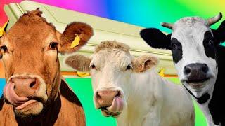 Funny Cows - Coffin Dance Song *PART 3* COVER