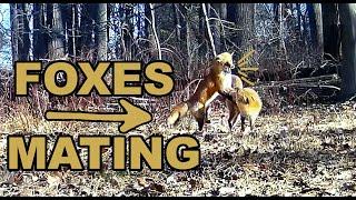 Trail Camera Foxes Mating