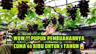 SUPER HEMAT BUAH SEBANYAK INI PUPUK NYA CUMA 1 BISA UNTUK 1 TAHUN 