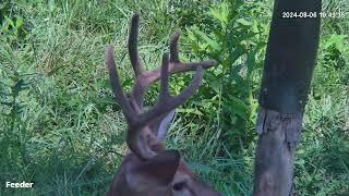 8 point Buck in velvet.