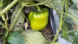 GREEN CAPSICUM FARMING