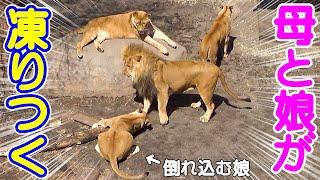 普段は温厚な父オリトが怒る吠えながら一撃→母娘が素直になる旭山動物園のライオンさん