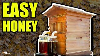 This BEE HIVE changed the entire honey industry 