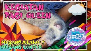 Musang KLAWU Berjemur Bermain dan Tidur