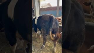 Belgian blue ib gatot kaca stambum #cowshortvideo #belgianblue #sapijumbo