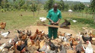 FREE RANGE CHICKEN FARMING IS REAL BUSINESS