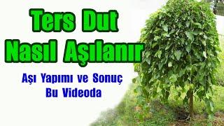 Ters Dut Nasıl Aşılanır - Dut Aşılama Videosu