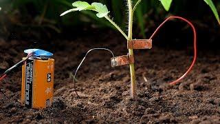 Growing tomatoes this summer? Try this to keep snails away