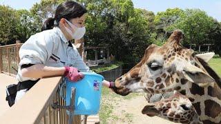 Поход в зоопарк в г.Кобэ Япония