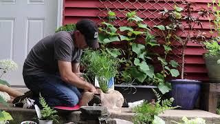 How to Plant Baby Tut Grass in a Pond