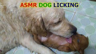 Golden Retriever Cleaning Tiny Puppy - ASMR Dog Licking