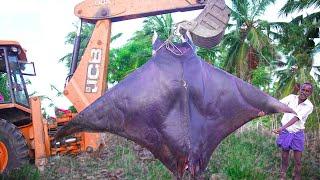 170 KG GIANT DARK BAT FISH BBQ  Monster Manta ray Fish Cutting and Cooking in Village  Grandpa