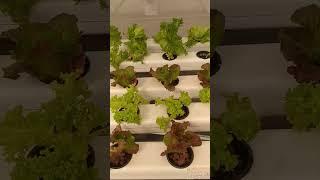 Flat bed hydroponics unit