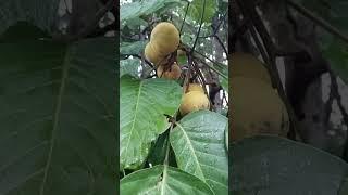 Picking SantolCotton Fruits #fruitfarming #fruit #shortvideo #farming #explore