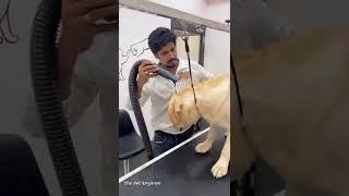 Labrador Retriever Grooming ️#shorts #labrador #petgroomer #doggrooming #doglover #thepetengineer