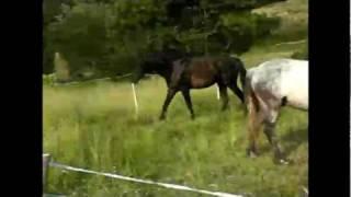 The Kabardin SHAGDY Circassian Mountain Horse