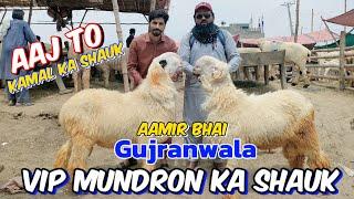 Aaj Aamir bhai Gujranwala  Kamal Ka Shauk VIP Mundra Chatre  Qurbani Ka Mall  Gujranwala mandi