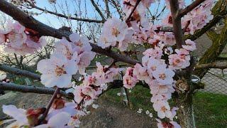 Обовязкова обробка абрикоса від моніліозуЦвітіння сортів на 31 березняВолинь