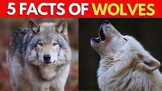 5 Captivating Facts of Wolves  Wolf Video