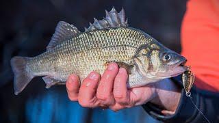 Catch and Cook White Perch Sliders  Living off the Land & Sea #8