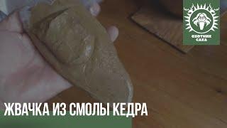 Жвачка из смолы кедра