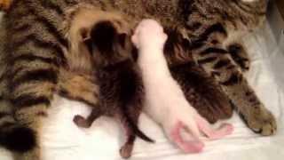 Как пьют молоко у кошки-мамы котята  Kittens drink milk from cats