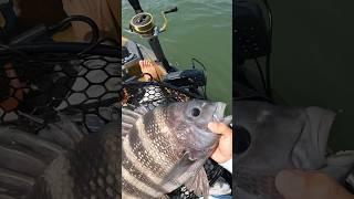 Releasing BIG Sheepshead