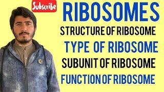 Ribosome class11 it’s StructuraTypeAnd Function of Ribosome