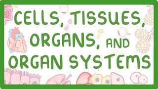 GCSE Biology - Levels of Organisation  - Cells Tissues Organs and Organ Systems