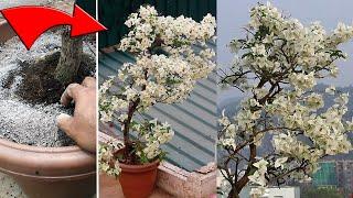 Bougainvillea not flowering? Do THIS & increase flowers QUICKLY