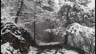 In the Mist by the Obscure Winter Forest