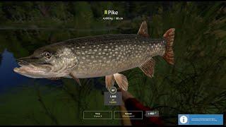 THE BEST FISHING FOR BEGINNERS  220 SILVER PER HOUR - RF4 - THE BEST SPOT 