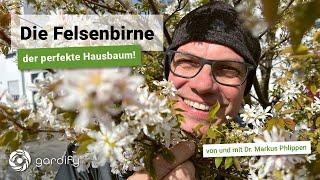 Die Felsenbirne als Hausbaum - ein Portrait zu Pflanzung Schnitt und ökologischen Vorteilen.