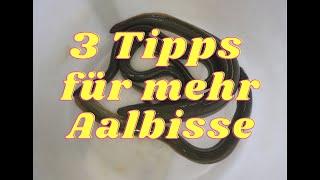 3 Tipps für mehr Aal  total einfach 