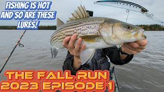 PEI Striped Bass Fishing Fall Run EP 1 These Lures are hot