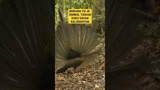 BURUNG MENARI TARIAN SUKU KALIMANTAN